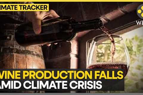 Wine Production Falls Amid Climate Crisis | WION Climate Tracker