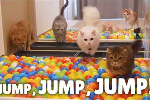 Ballpool Obstacle Course Challenge