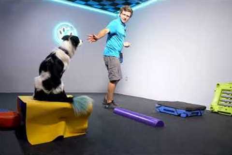 Canine Fitness And Tricks!