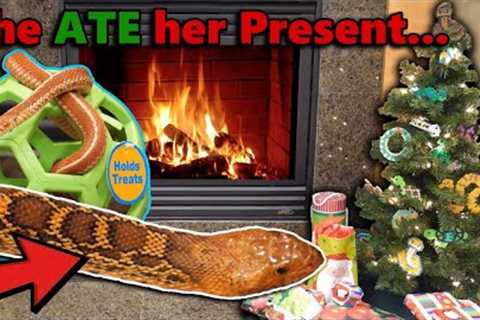 Our Reptiles Open their Christmas Gifts!