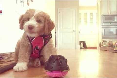 First 72 hours with a Puppy, 8 week old Australian Labradoodle Kona