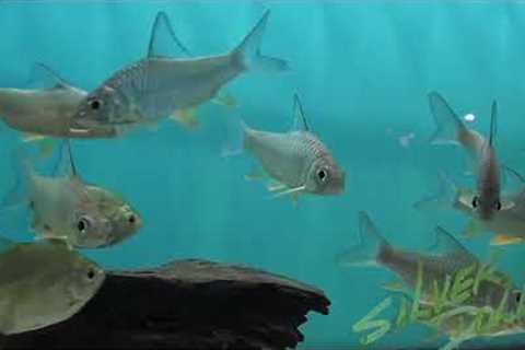 The Last Aquarium Store Tour in NEW YORK CITY!
