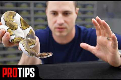 How to Handle an Aggressive Ball Python