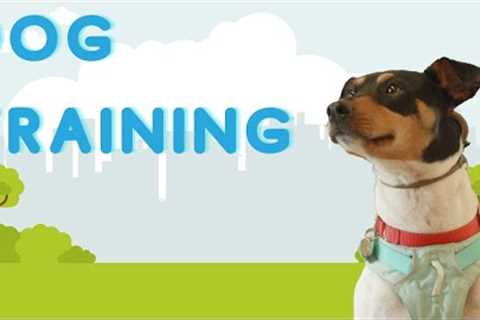 Dog Training Classes in SeaTac!