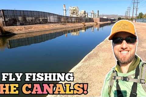 Fly Fishing a DESERT City Canal for WHATEVER BITES!