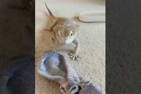 POV: one of the strongest relationships on the internet🦎🧦 #pet #lizard #beardeddragon#new #reptile