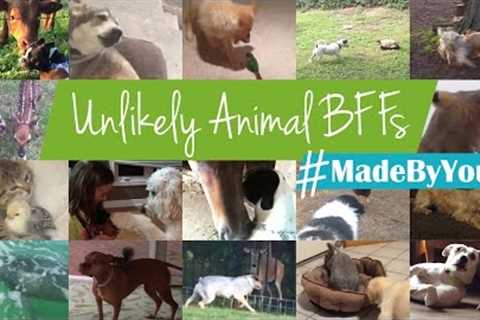Unlikely Animal BFFs #MadeByYou