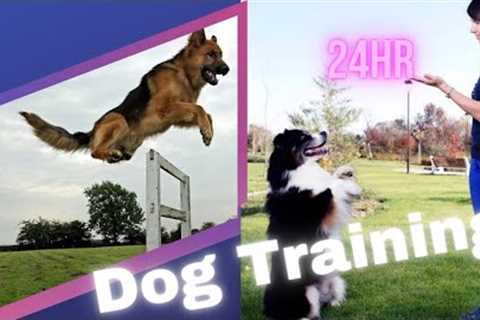How to train a dog | Dog Training