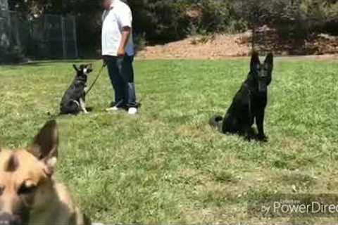Bay Area K9 Training #bayareak9 #bayareak9training