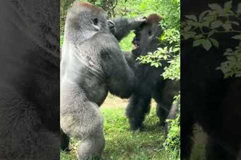 Sibling rivalry by Silverback  Gorillas at the Bronx Zoo!
