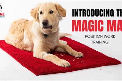 Introducing the Mat, for teaching your dog to Settle on The Magic Mat