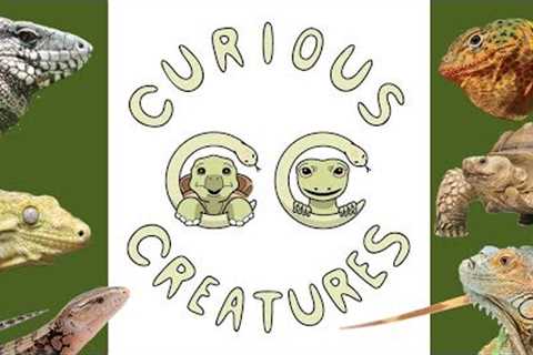 Curious Creatures Reptile Shop Tour