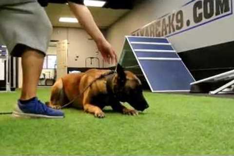 Adult vs Puppy Belgian Malinois