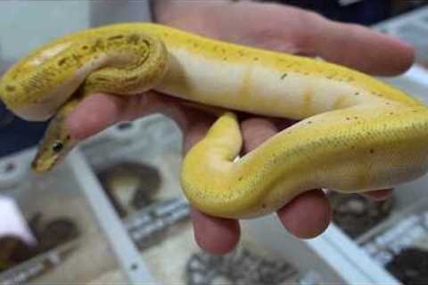 Jay's Travel Vlog: Tinley Park Reptile Expo