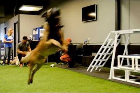 Belgian Malinois training - This dog can really jump