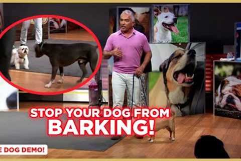 How to Stop Your Dog From Barking | Dog Nation