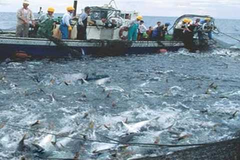This is How Fisherman Catch Hundreds Tons Salmon - Net Fishing, Big Catching on The Sea