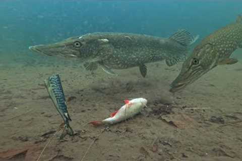 Pike Fishermen MUST Watch This Video!