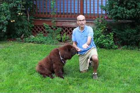 Zen Dog Trainers favorite trick to stop dogs from jumping up!