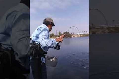 Bonito on the fly rod not far from where I live in Long Beach California