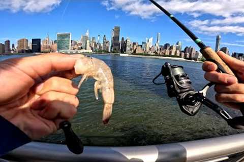 East River Fishing. How To Fish NYC Piers With Shrimp
