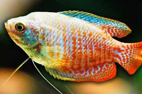 Dwarf Gourami Care Guide - Amazing Aquarium Fish