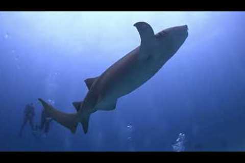 Maldives SCUBA dive trip video