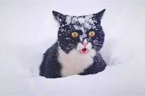 Funny Cats Discovering Snow For the FIRST TIME! Best Funny Cat Videos 2024🤣