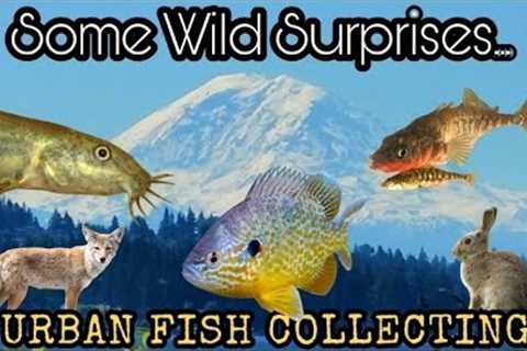 Catching Native &amp; Invasive Aquarium Fish In Seattle City Limits + Dojo Loaches to Coyotes?!