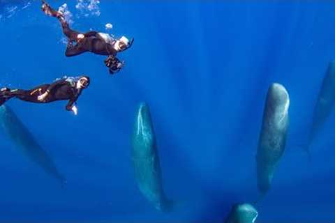 Scuba Diving in Dominica | The Nature Island | Discover Dominica Travel Vlog