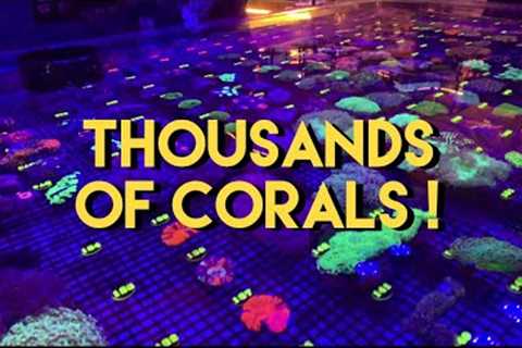 Influencer Invite to LAX Aquarium's Live Sale! Tons of Corals and Fish!