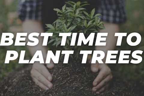 Best Time to Plant Trees in Texas 🌳