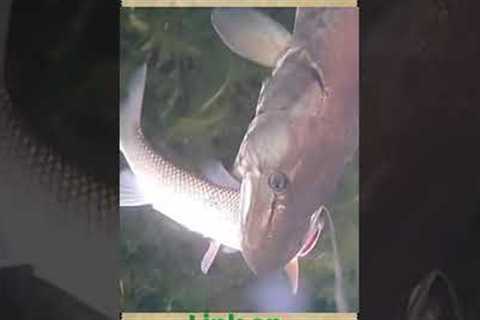 Amazing fish on camera using goFish - fishing video