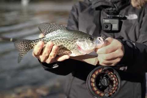 Fishing License and Prospect Park - Fishing Life Vlog