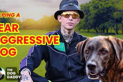 Working With A Fear Aggressive Dog And Teaching The Owners How To Manage Him.