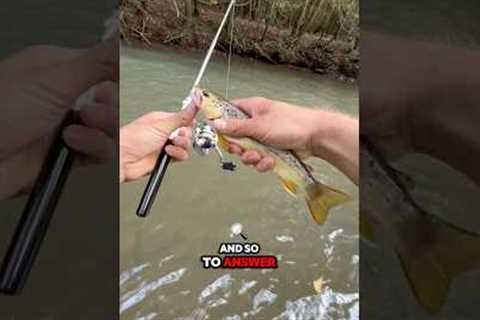 LINK IN MY PROFILE 🐟🎣 #fishtok #fishing #fishinglife #fishin #letsgofishing #bassfishing