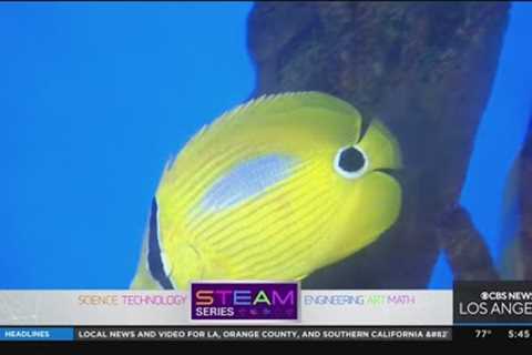 STEAM: Aquarium Keeper
