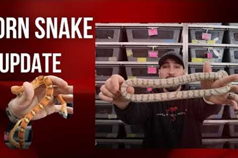 CORN SNAKE UPDATE- BEST PETS EVER?
