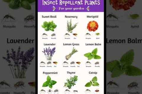 Natural Insect Repellent #viral  #shorts #mosquitoes  #gardening #naturalremedy
