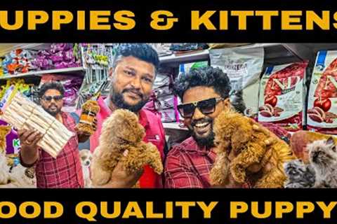 EXOTIC PETS AT CHENNAI | PET SHOP IN CHENNAI | At LOWEST PRICE AVAILABLE IN PUPPIES &amp; KITTENS