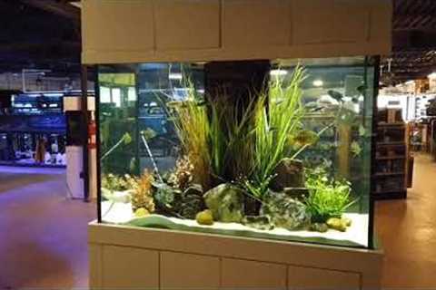 Fish Gallery Dallas Texas