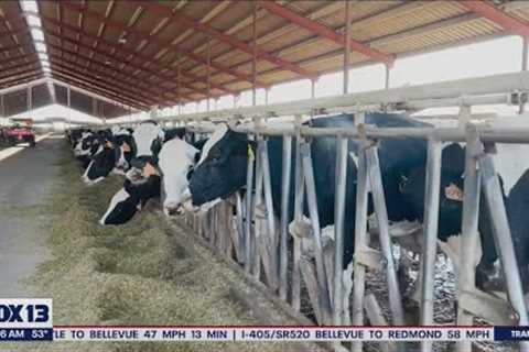 West coast farmers say high costs could lead to less production | FOX 13 Seattle