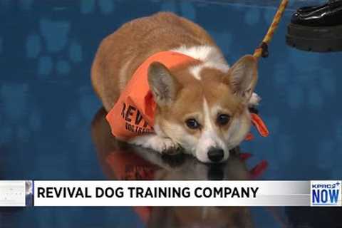 Revival Dog Training