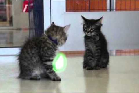 Jedi Kittens in training!