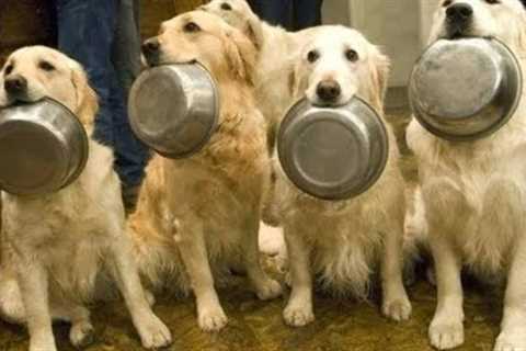 Funny Animals - Best Trained &amp; Disciplined Dogs - Funny Dogs Videos Compilation 2016