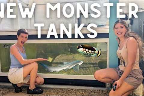 NEW MONSTER FISH Tanks at Atlas Aquarium!! (FULL TOUR)