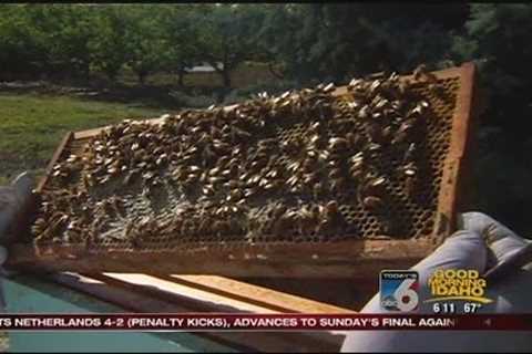 Age-old hobby has Treasure Valley buzzing with excitement