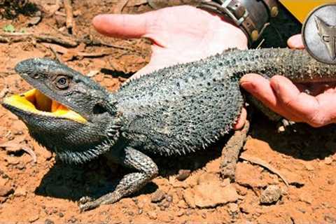 BEARDED DRAGON - Finally Caught One!
