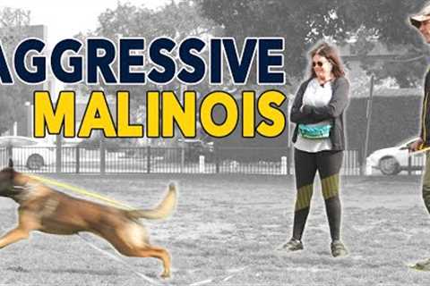 Aggressive Malinois tries to attack Dogs and Me