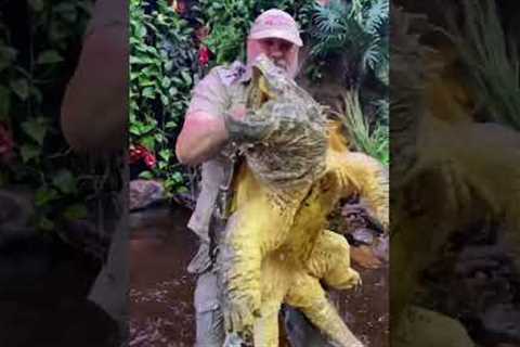 Huge Alligator Snapping Turtle! #american #alligatorsnappingturtle #reptile #zoo #livingthedream
